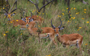 Rwanda Wild Deer Wallpaper