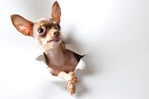 Sable Chihuahua At Wall Wallpaper