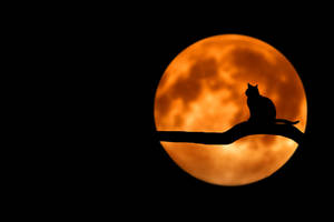 Sabrina's Cat For Halloween Laptop Art Wallpaper