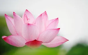 Sacred Lotus In Baby Pink Wallpaper