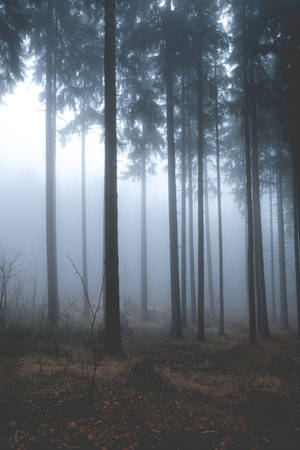 Sad Depressing Tall Trees Wallpaper