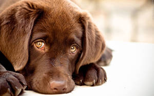 Sad Face Brown Puppy Wallpaper