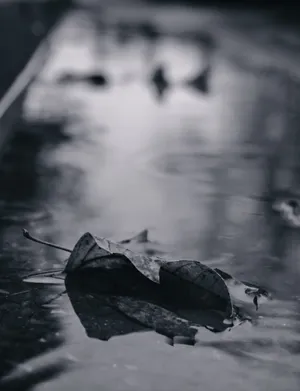 Sad Vibes Leaf Rain Road Wallpaper