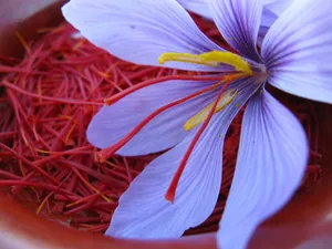Saffron Crocus In Crimson And Lilac Wallpaper