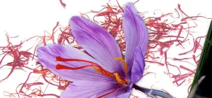 Saffron Crocus On A Printed Surface Wallpaper