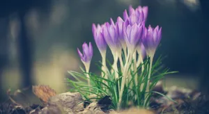Saffron Crocus Planted Near Rocks Wallpaper