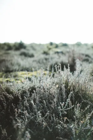 Sage Green Grass Plant Wallpaper