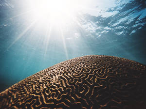 Saint Lucia Marigot Bay Brain Coral Wallpaper