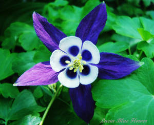 Saint Lucia Native Lucia Blue Flower Wallpaper