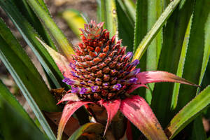 Saint Lucia Pineapple Variety Wallpaper