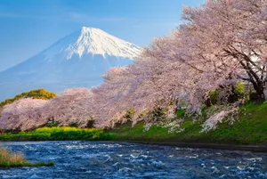 Sakura And Mount Fuji In Japan Wallpaper