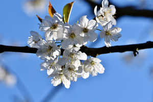 Sakura Blossoms Against Blue Sky Wallpaper