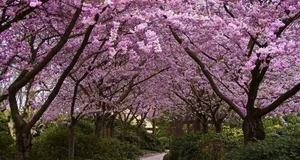 Sakura Spring Dual Screen Wallpaper