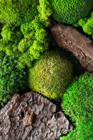 Samsung Galaxy 4k Green Moss On Rock Wallpaper