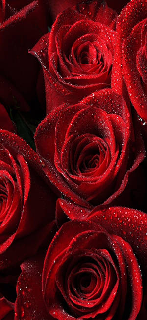 Samsung Galaxy S22 Red Roses Wallpaper