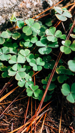 Samsung Galaxy S7 Edge Clover Leaves Wallpaper