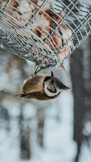 Samsung Galaxy S7 Edge Crested Tit Wallpaper