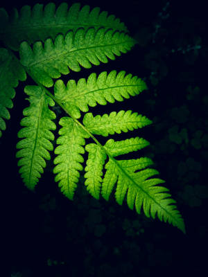 Samsung M21 Fern Background Wallpaper