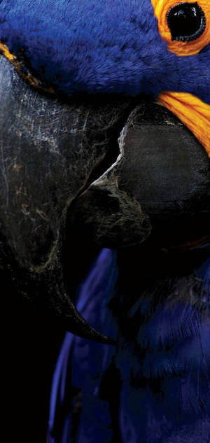 Samsung S10 Display - Captivating Image Of A Hyacinth Macaw Wallpaper