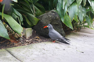 San Diego Zoo Inca Tern Wallpaper