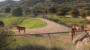 San Diego Zoo Roan Antelope Wallpaper