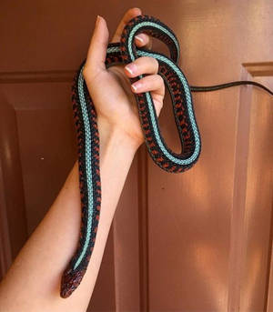 San Francisco Garter Snake With White Line Wallpaper