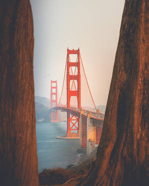 Sanfran Scenery For Iphone Screens Wallpaper