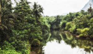 Sao Tome And Principe Forest Lake Wallpaper