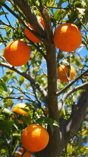 Satsuma Hanging On Tree Wallpaper