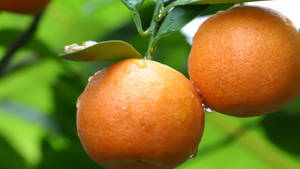 Satsuma Mandarin Orange Wallpaper