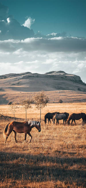 Savannah Horse Iphone Wallpaper