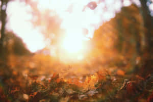 Say Goodbye To Summer With A Sunset Walk On The Beach Wallpaper