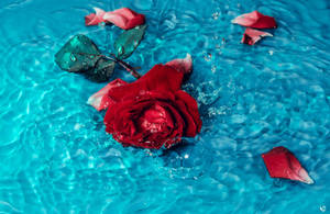 Scattered Petals Rose Hd Wallpaper