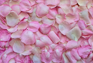 Scattered Pink Color Petals Wallpaper