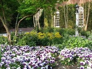 Scattered White-purple Pansies Wide Garden Wallpaper