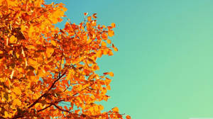 Scenic Orange Aesthetic Tree Wallpaper