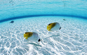 School Of Fish Enjoying Life Beneath The Waves Wallpaper