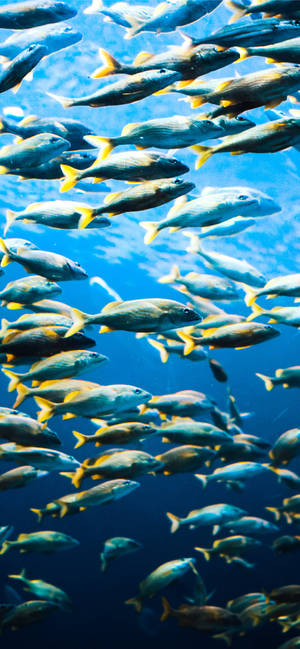 Schools Of Fish Iphone Wallpaper