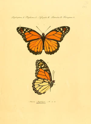Scientific Aesthetic Orange Butterfly Wallpaper