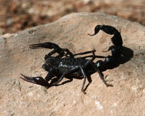 Scorpion Black On Brown Rock Wallpaper