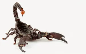 Scorpion Black With Red Stinger Plain White Wallpaper