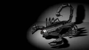 Scorpion Robot Black And White Wallpaper