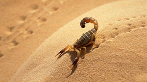 Scorpion Walking On Desert Sand Wallpaper