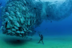 Scuba Diving Diver Facing School Of Tuna Fish Wallpaper