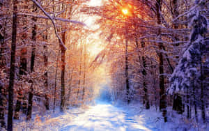 Seasonal Winter Forest Wallpaper