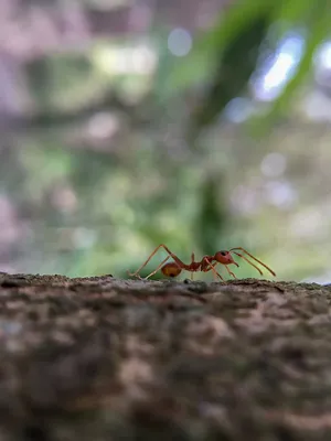 Selective Focus Ant Wallpaper