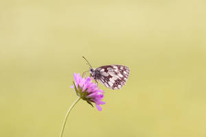 Selective Focus Full Hd Butterfly Pink Flower Wallpaper