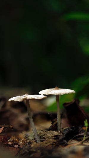 Selective Focus Mushroom Aesthetic Wallpaper