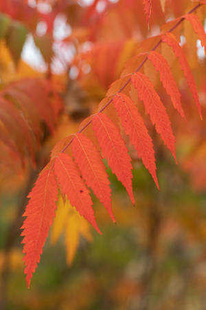 Selective-focus Of Red Leaves Wallpaper