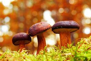 Selective Focus Photography Of Fungi Wallpaper